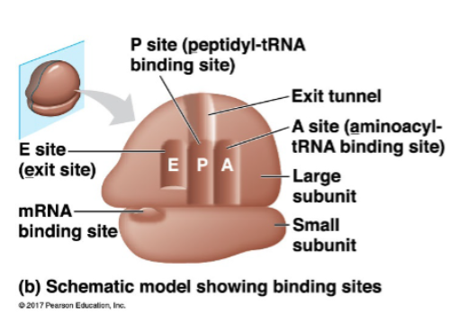 <ul><li><p>tRNA and mRNA are held within a ribosome to enable the formation of the polypeptide</p></li><li><p>mRNA binding site on small subunit</p></li><li><p>A site: holds ‘next in line’ tRNA</p></li><li><p>P site: holds tRNA carrying the growing polypeptide </p></li><li><p>E site: tRNAs exit from here </p></li></ul><p></p>