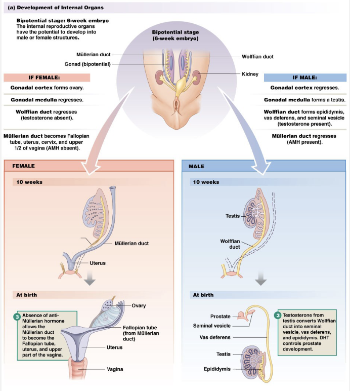 <p>Sexual Differentiation</p>
