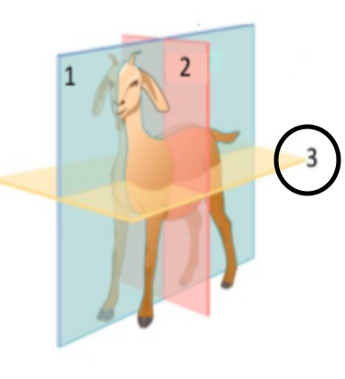<p>divides into dorsal and ventral halves</p>
