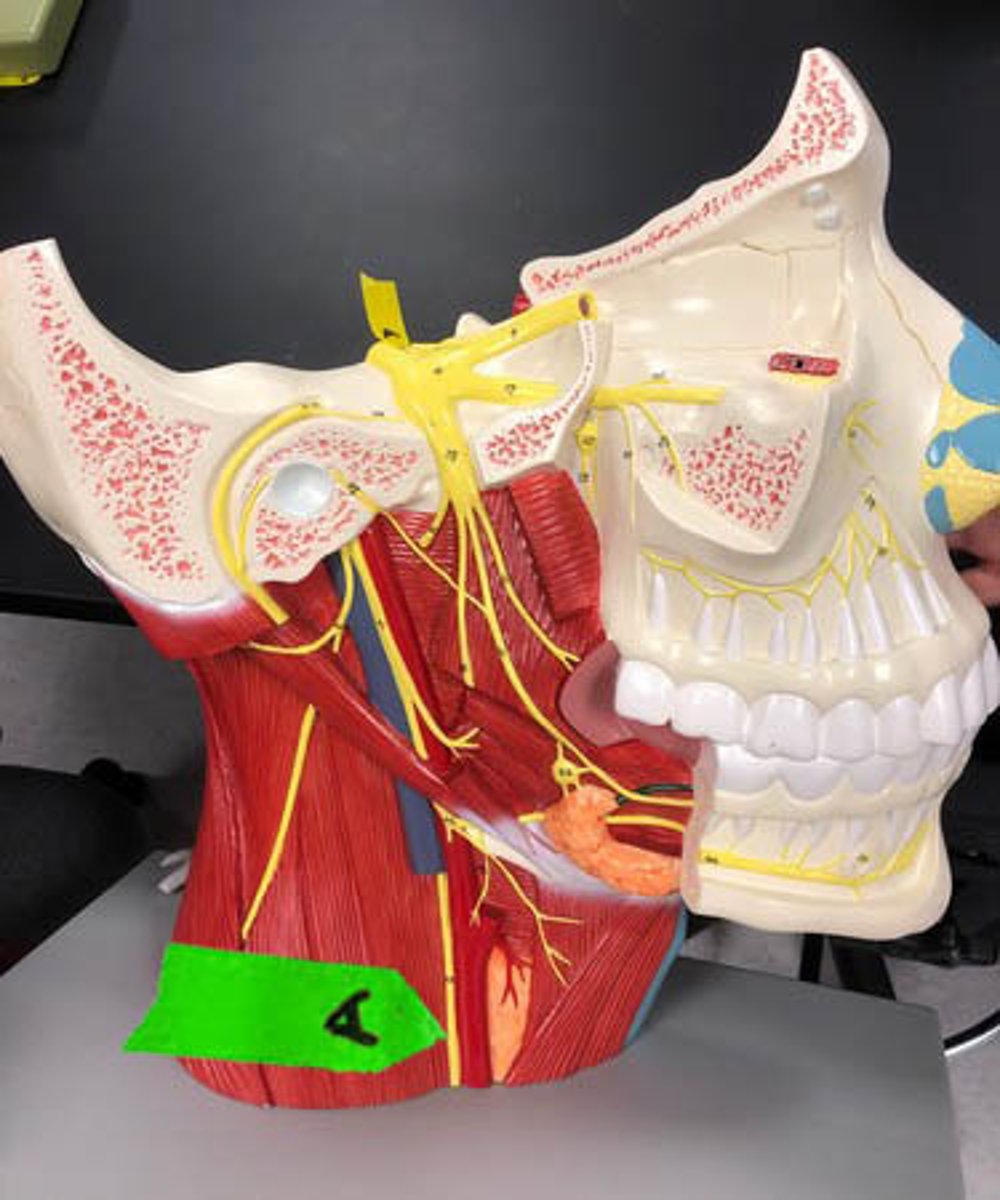 <p>Identify the name and number of this cranial nerve.</p>