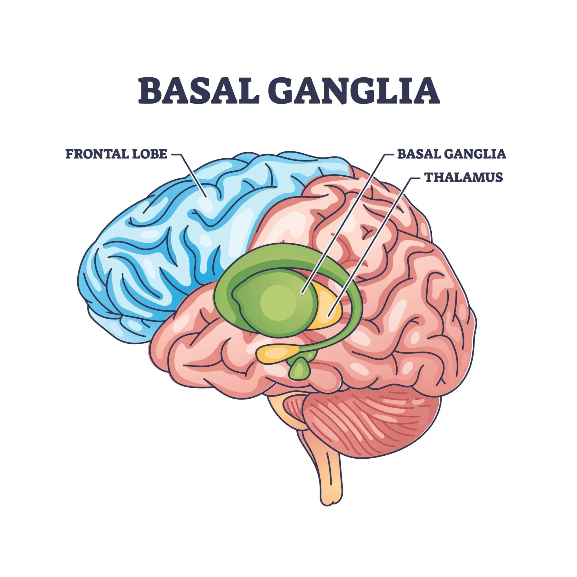 <p><span>•Basal ganglia has roles in learning, procedural memories, routine behaviours and emotions.</span></p><p><span>•</span><span style="background-color: yellow;">Basal ganglia’s roles are in encoding long term implicit procedural memories, particularly classically conditioned ones and habits</span></p><p><span>•</span><span style="background-color: yellow;">Also stores classically conditioned memories</span></p><p><span data-name="white_small_square" data-type="emoji">▫</span><span style="background-color: yellow;">Planning and control of fine motor movements relating to a sequence of goal-directed behaviour so that they can be performed in a smooth manner.</span></p><p><span data-name="white_small_square" data-type="emoji">▫</span><span>the encoding of implicit procedural memories, specifically habits.</span></p><p><span style="font-family: "Wingdings 2";"></span><span>Basal ganglia works to form habits by associating movement with reward and reinforcement</span></p><p><span data-name="white_small_square" data-type="emoji">▫</span></p>