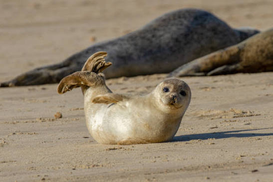 <p>seal [<span><span>siːl]</span></span></p>