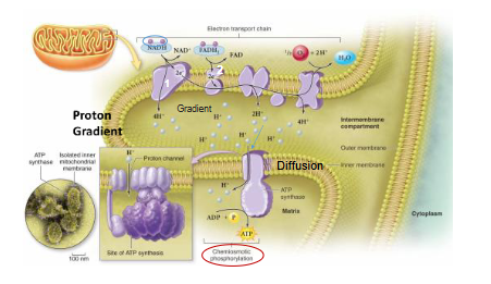 <p>Passing of electrons along a series of</p><p>proteins embedded in the inner mitochondrial</p><p>membrane</p>