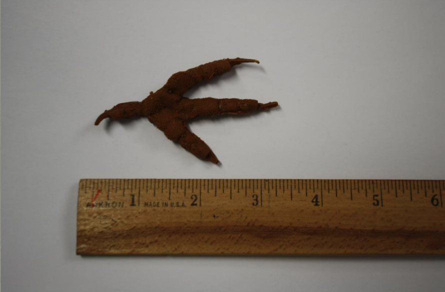 <p>Name this animal track</p>