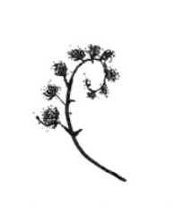 <ul><li><p><span><span>an inflorescence, or cyme, in which each flowering branch gives rise to one lateral branch that is coiled snail-like and then expanded</span></span></p></li></ul><p></p>