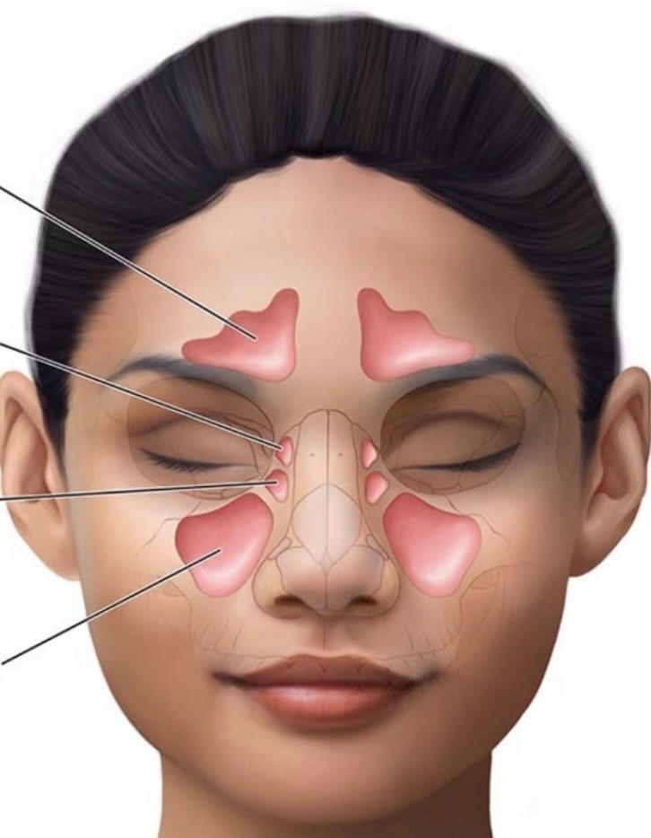 <p>What body cavity is this?</p>