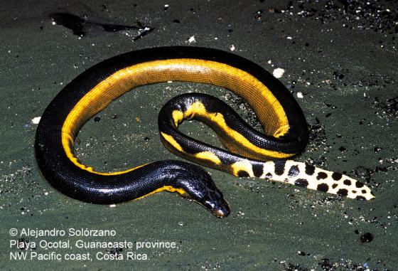 <p>Family Elapidae. Found in tropical oceans</p>