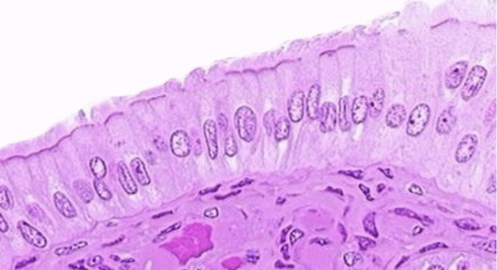 <p>Name, Location, Function</p>