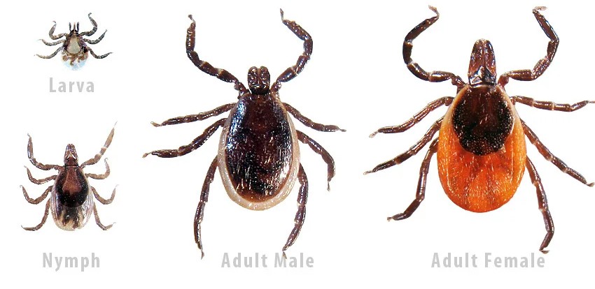 <p>What tick is this, and how do you know?</p>