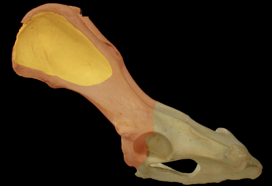 <p>Gluteal surface of the Wing of the Ilium </p>