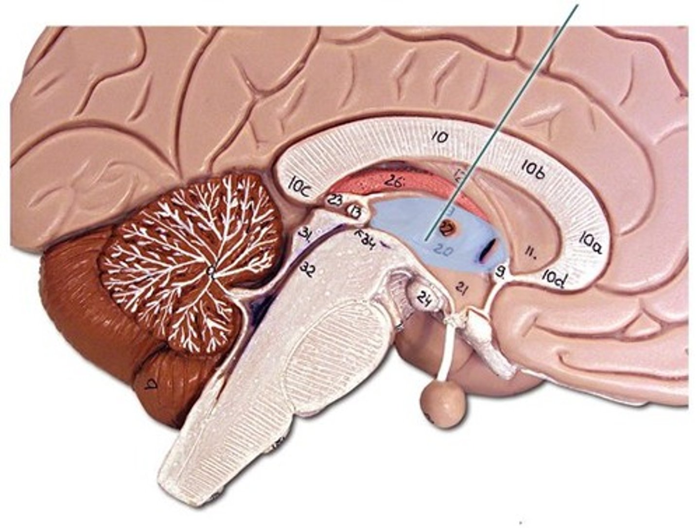 <p>The brain's sensory control center, routing sensory messages to the cortex.</p>