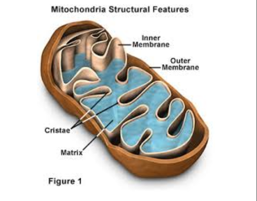<p><span style="background-color: transparent;">Organelles that are the powerhouses of the cell, converting food into usable energy (ATP) through cellular respiration.</span></p>
