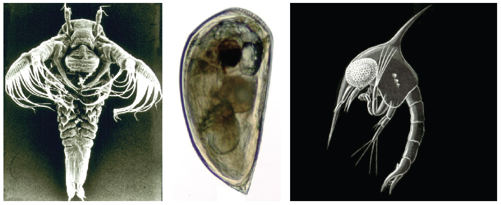 <p>(OpenStax Biology 2e Figure 28.44)</p><p>These planktonic larval stages belong to a shrimp (left), a barnacle (center), and a crab (right). To reach adulthood, they will need to undergo a dangerous process called</p>