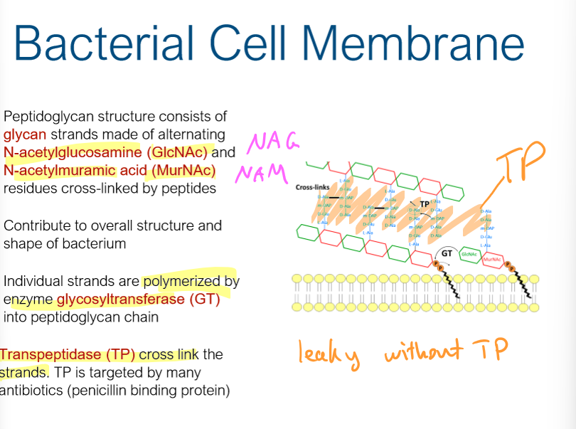 <p>Glycosyltransferase (GT) polymerize</p><p>Transpeptidase cross link</p>