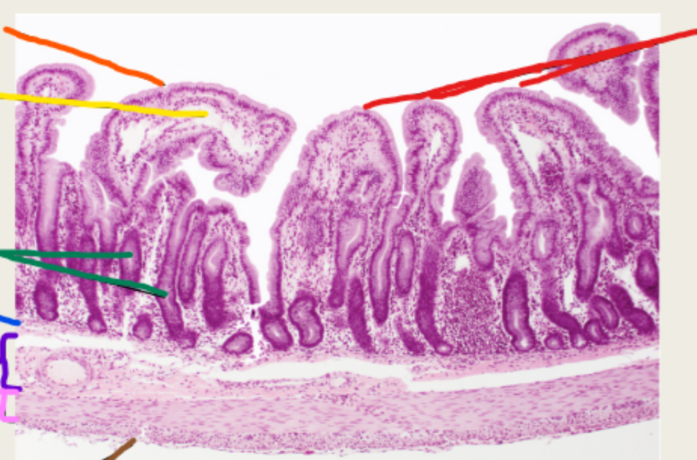 <p>blue small intestine jejunum </p>