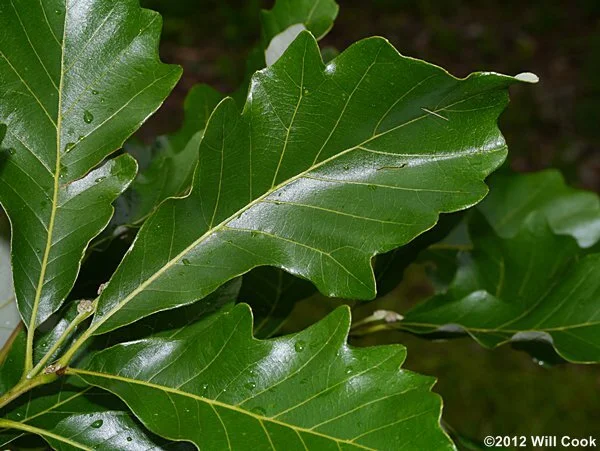 <p>two-toned leaves, peeling bark on younger branches, and long-stemmed acorns</p>
