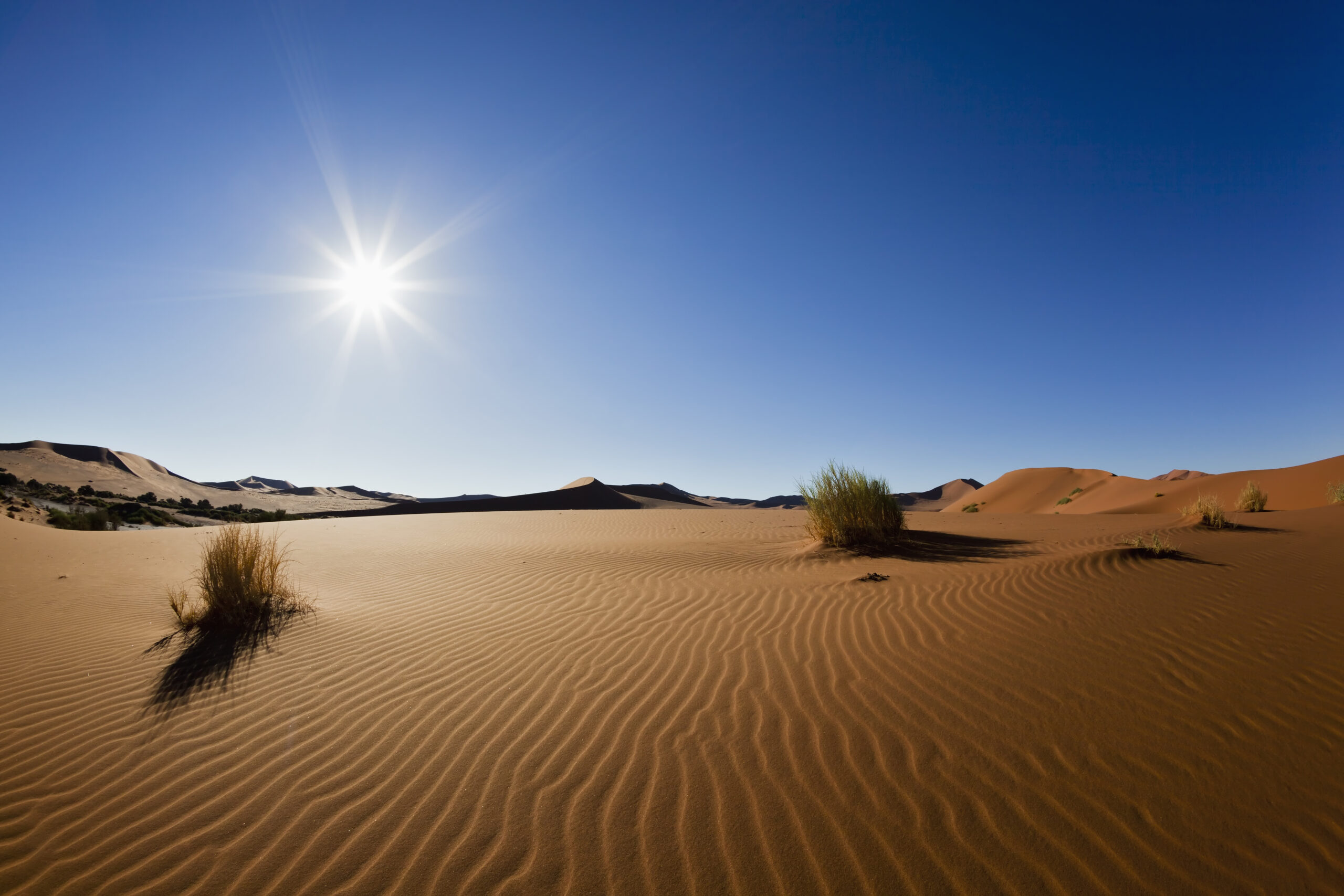 <p>What biome is in this picture?</p>