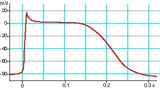 <p>A typical Ventricular Action Potential is depicted below. The __________________ phase of the action potential allows for a sustained contraction of the cardiomyocytes.</p>