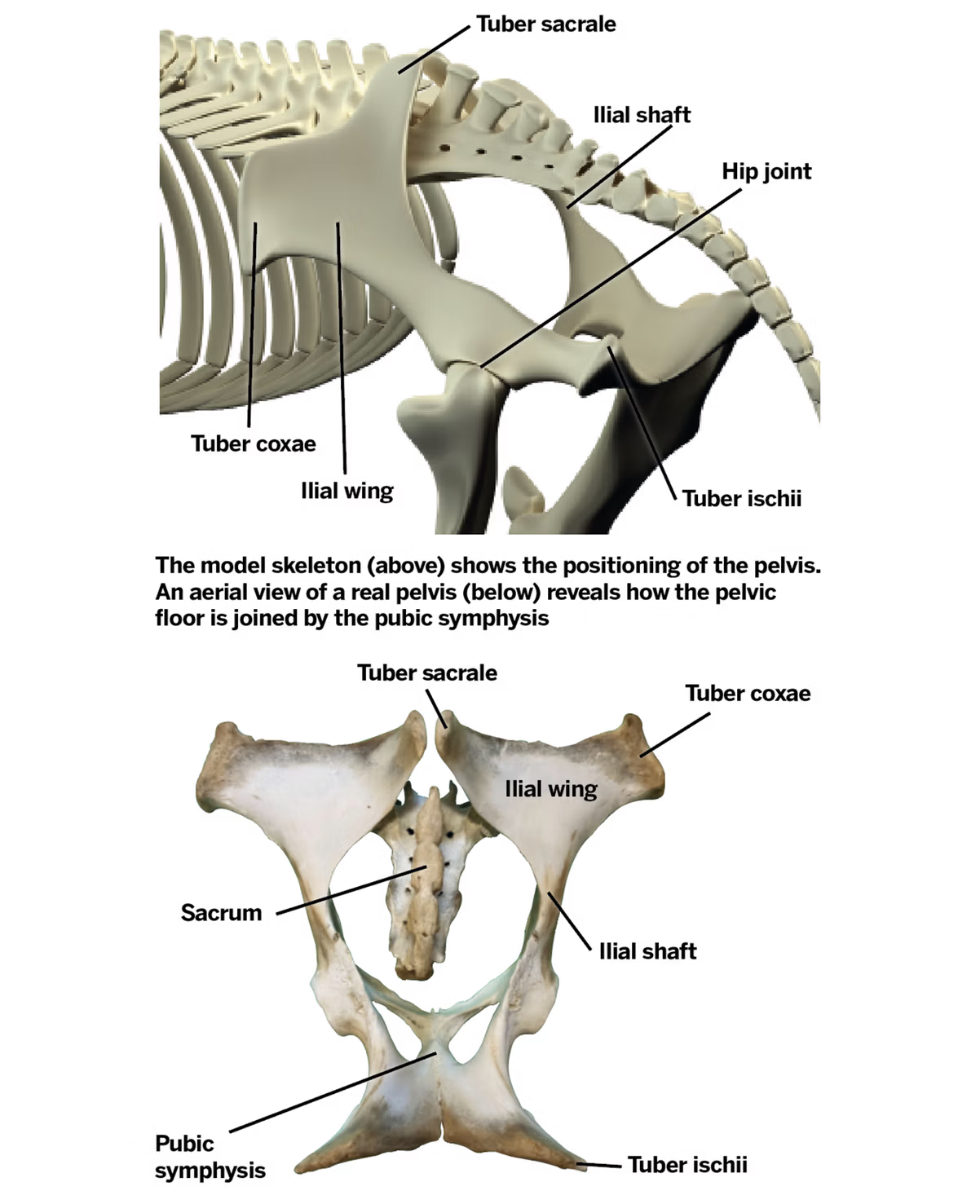 <p>the body of the ileum </p>