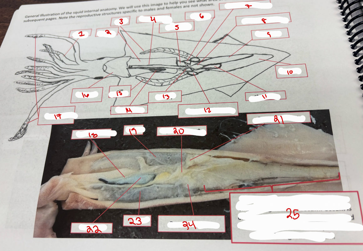 <p>Squid General Anatomy</p>