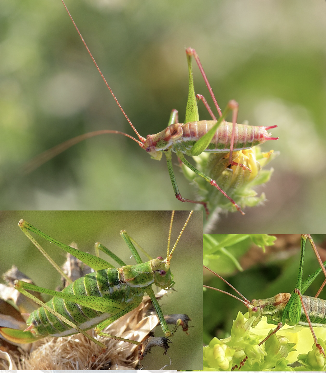 <p>Latin, magyar, védett?, hang</p>