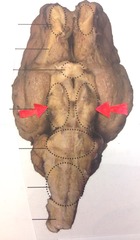 <p>caudal to mammillary bodies</p>