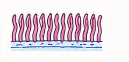 <ul><li><p><strong>Structure:</strong> Short, tiny hair-like projections that cover the surface of some cells.</p></li><li><p><strong>Function:</strong> Move the cell or sweep substances (like mucus or dust) across the cell's surface.</p></li></ul><p></p>