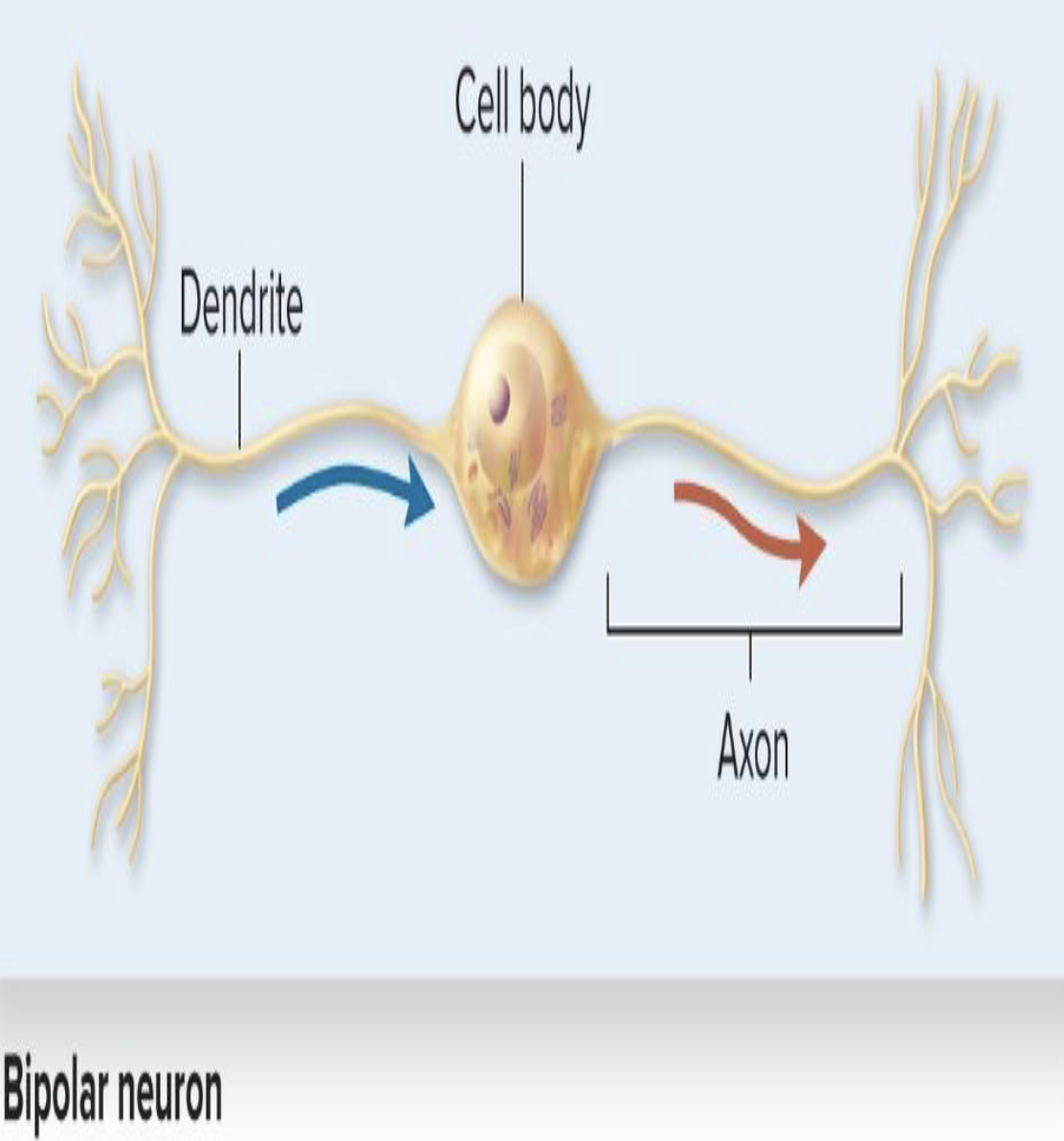 <ul><li><p>What structural type are neurons involved in specialized senses?</p></li><li><p>What characterizes bipolar neurons?</p></li></ul><p></p>