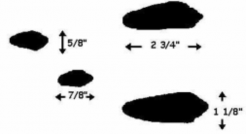 <p>Name this animal track</p>