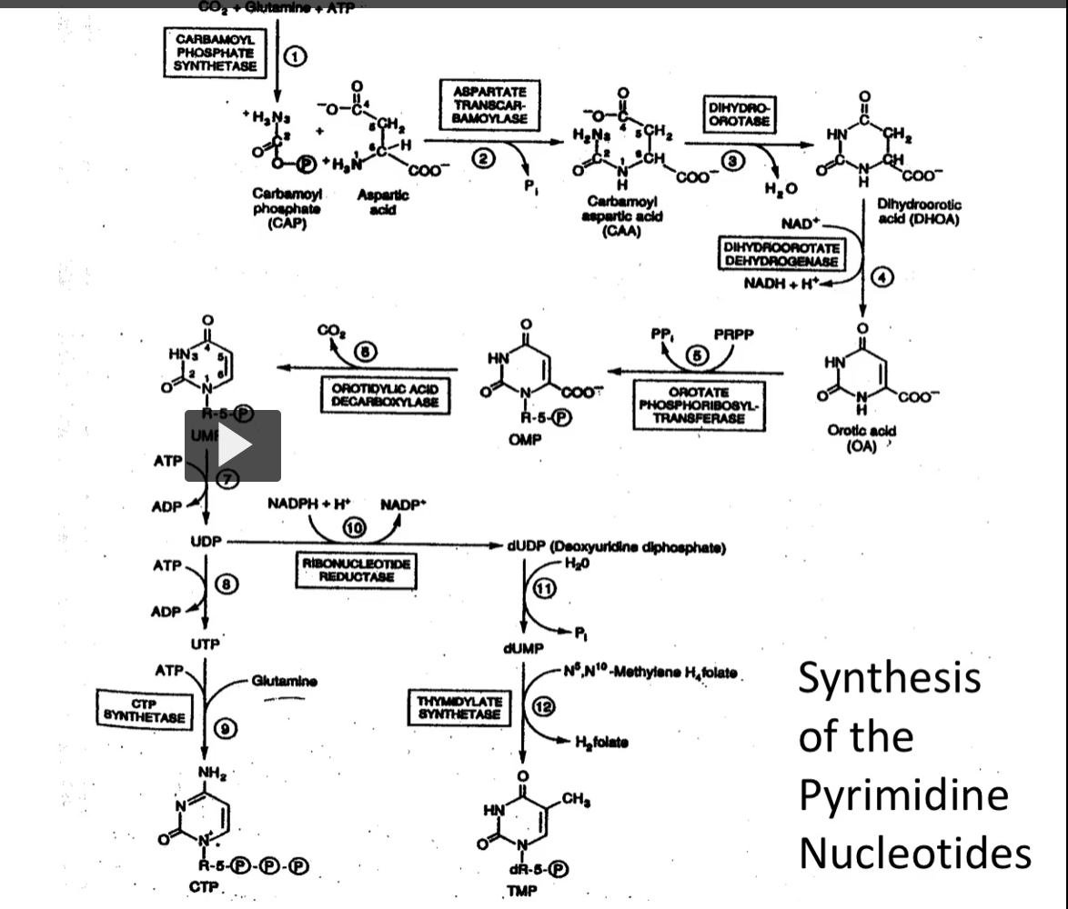 <p>unlike purine synthesis, the nitrogen base is assembled <strong>independently</strong> of PRPP.</p>