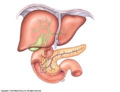<p>The liver produces bile salts, controls blood glucose levels, produces plasma proteins, and detoxifies substances.</p>