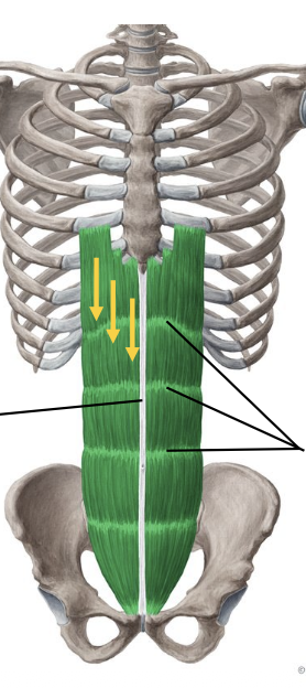 <p>the grey in the middle is the </p>