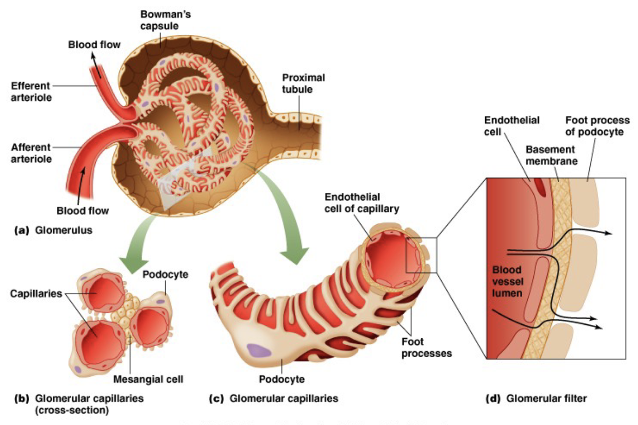 <ul><li><p>podocytes wrap around capillary and change how much surface area is exposed for filtration (less SA → less filtration)</p></li><li><p>kidneys need higher filtration, so glomerular filter is fenestrated (most can get out, but not big things like blood cells and proteins)</p></li></ul><p></p>