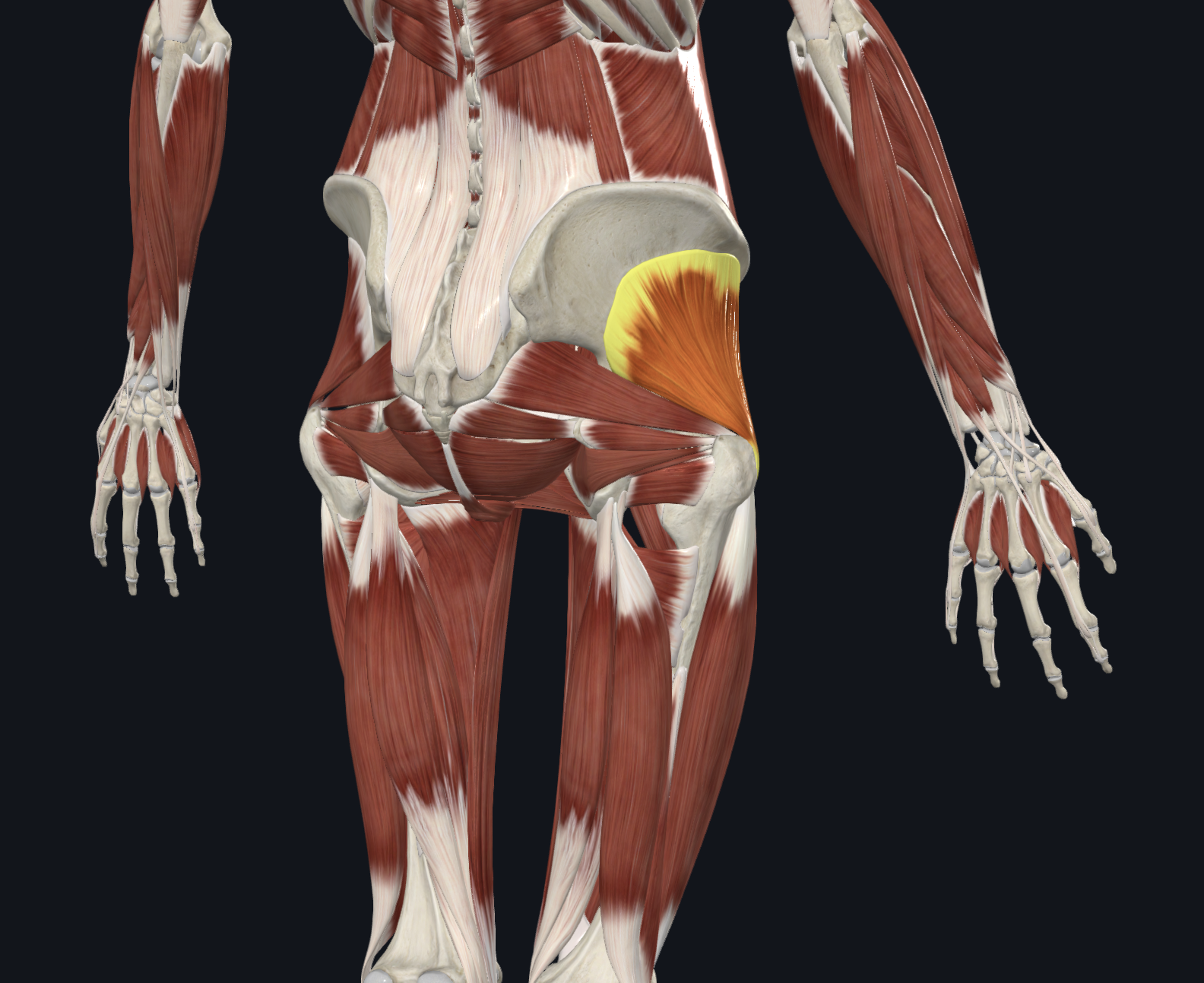 <p>Posterior view</p><p>Muscles</p>