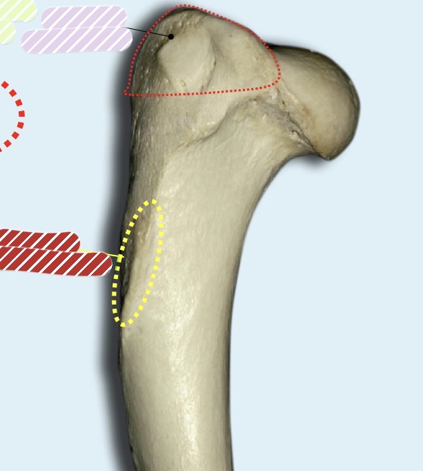 <p>Identify bone and structure circled (red)</p>