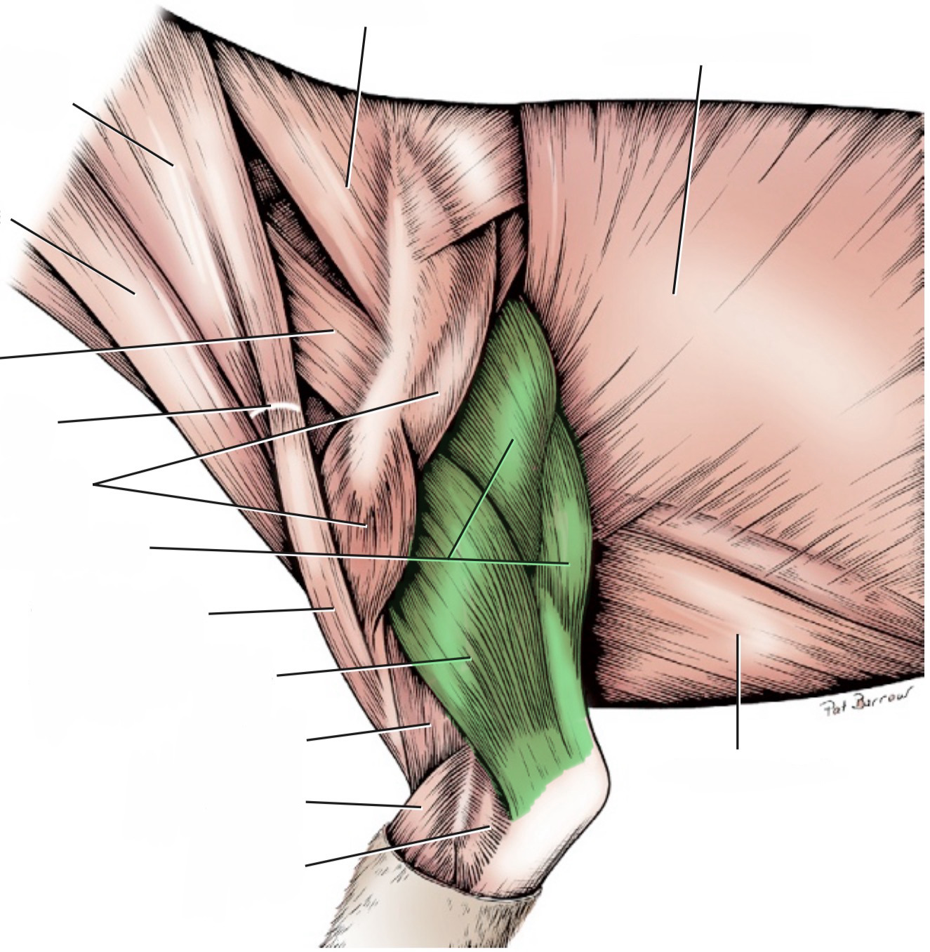 <p>action- extend elbow, flex shoulder</p><p>origin- scapular caudal border, humerus tricipital line &amp; lesser tubercle</p><p>insertion- olecranon tuber of ulna</p><p>innervation- radial n.</p>