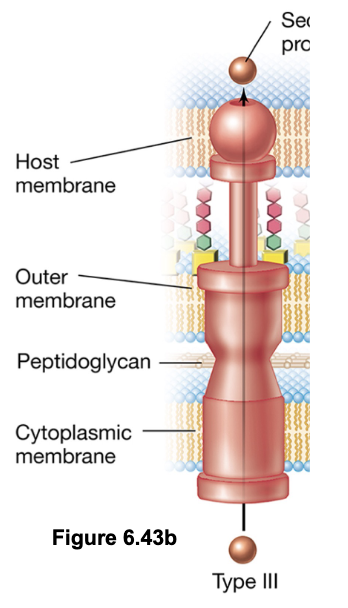 <ul><li><p>Pathogenic <em>E. coli</em> O157:H7 uses T3SS to inject Tir (translocated intimin receptor) protein into host cells</p></li><li><p>Initially, the bacterium uses fimbriae to approach the host cell, after which Tir is delivered across both the bacterial and host membranes into intestinal epithelial cells</p></li><li><p>Tir becomes embedded in the host cell membrane and functions as a receptor for the <em>E. coli</em> surface adhesin intimin (allowing adherence between bacterium and host cell)</p></li></ul><p></p>