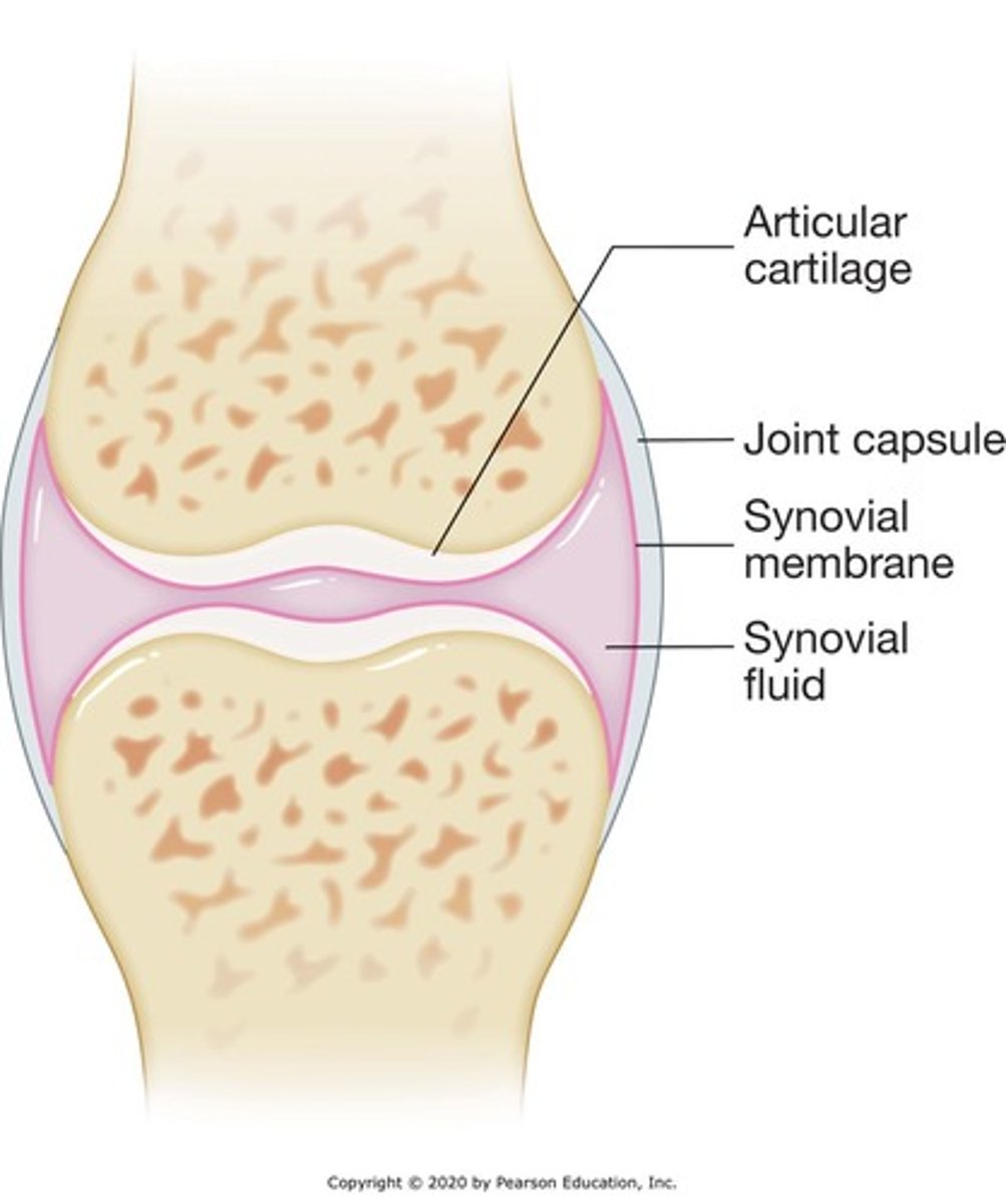 <p>Covers surface of articulations (joints) allowing smooth joint movement.</p>