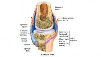 <p>Subtendinous bursa of subscapularis</p><p>Subacromial bursa</p><p>Subdeltoid bursa</p><p><u>Other bursae near shoulder joint</u></p><ul><li><p>Between acromion+skin</p></li><li><p>Between coracoid process+joint capsule</p></li></ul><p></p>