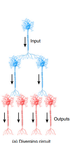 <p>A small number of brain neurons controlling a body movement can stimulate a much larger number of neurons in the spinal cord.</p>