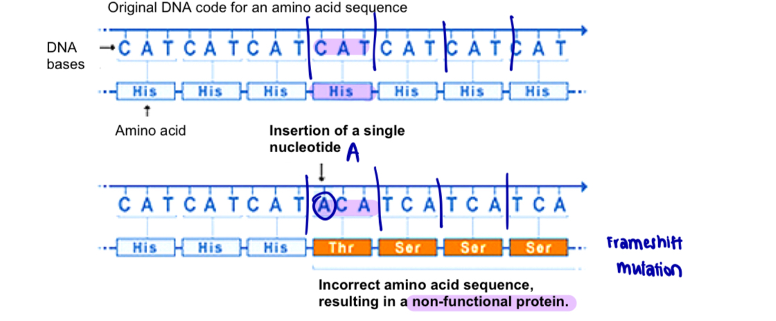 <ul><li><p>single base insertion mutation leads to <strong>frameshift</strong></p></li><li><p>e.g. in figure: insertion of A in the DNA sequence results in the alteration of subsequent codons in corresponding mRNA</p></li></ul><p>= different amino acids are coded for subsequently</p><p>= incorrect amino acid sequence of the polypeptide chain, and consequently incorrect three-dimensional protein conformation and function</p><p></p>