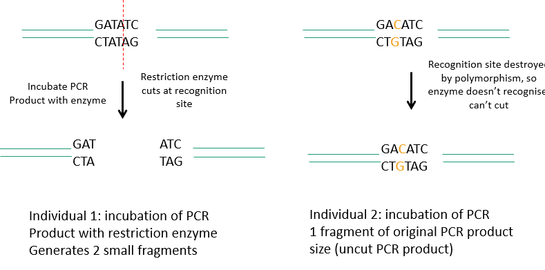 <ul><li><p>utilises restriction enzymes which recognise specific dna sequences and cleave dna at or near the recognition site</p></li><li><p></p></li></ul><p></p>