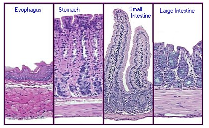 <p><strong>Simple columnar epithelium</strong> with copious <strong>goblet cells</strong> that secrete an alkaline mucus.</p><ul><li><p>Mucus coats the epithelium and protects surrounding tissues from ingested food and chemicals secreted by digestive organs.</p></li><li><p><strong>Regenerative epithelial cells </strong>that have a high rate of mitosis allow the mucosa to replace epithelial cells as they undergo apoptosis and are sloughed off in the alimentary canal</p></li></ul><p></p>