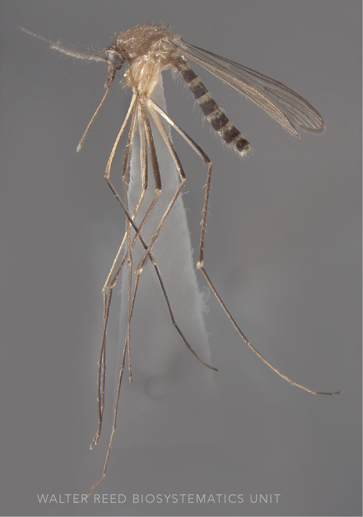 <p>What mosquito is this, and how do you know?</p>