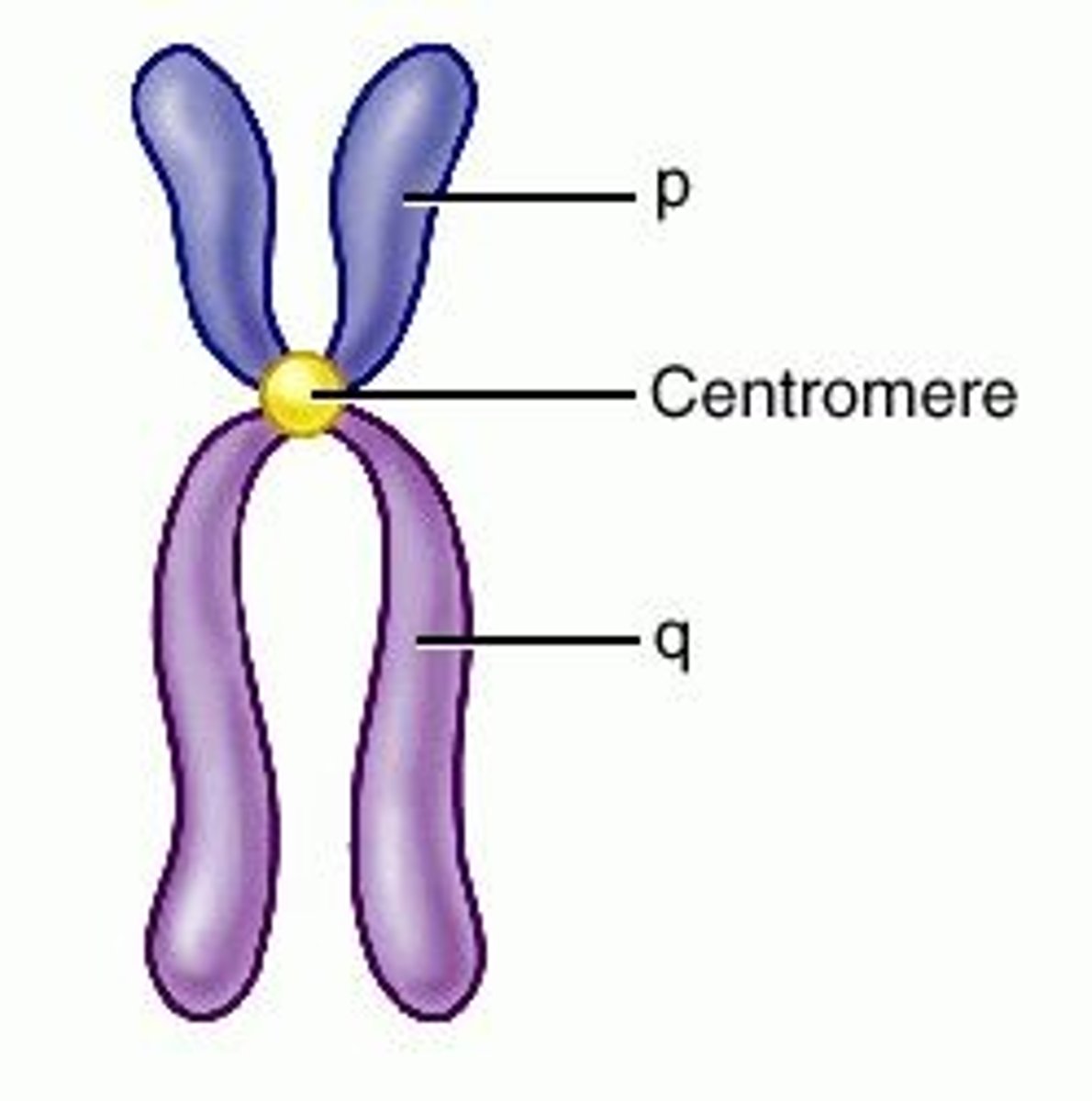 <p>- thread-like structures inside our cells - Think of them as books that contain instructions for building the body.</p><p>- Is like a book</p>