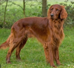 <p>What breeds are affected from canine leukocyte adhesion deficiency?</p>