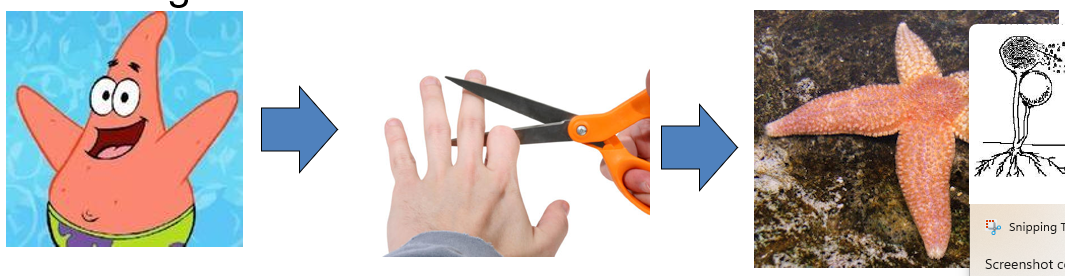 <p>development of entire <strong>new </strong>organism <strong>from part </strong>of an <strong>original </strong>organism</p><p>e.g. starfish: one ray and part of central body can develop into an entire new organism OR restoration fo lost body parts</p>