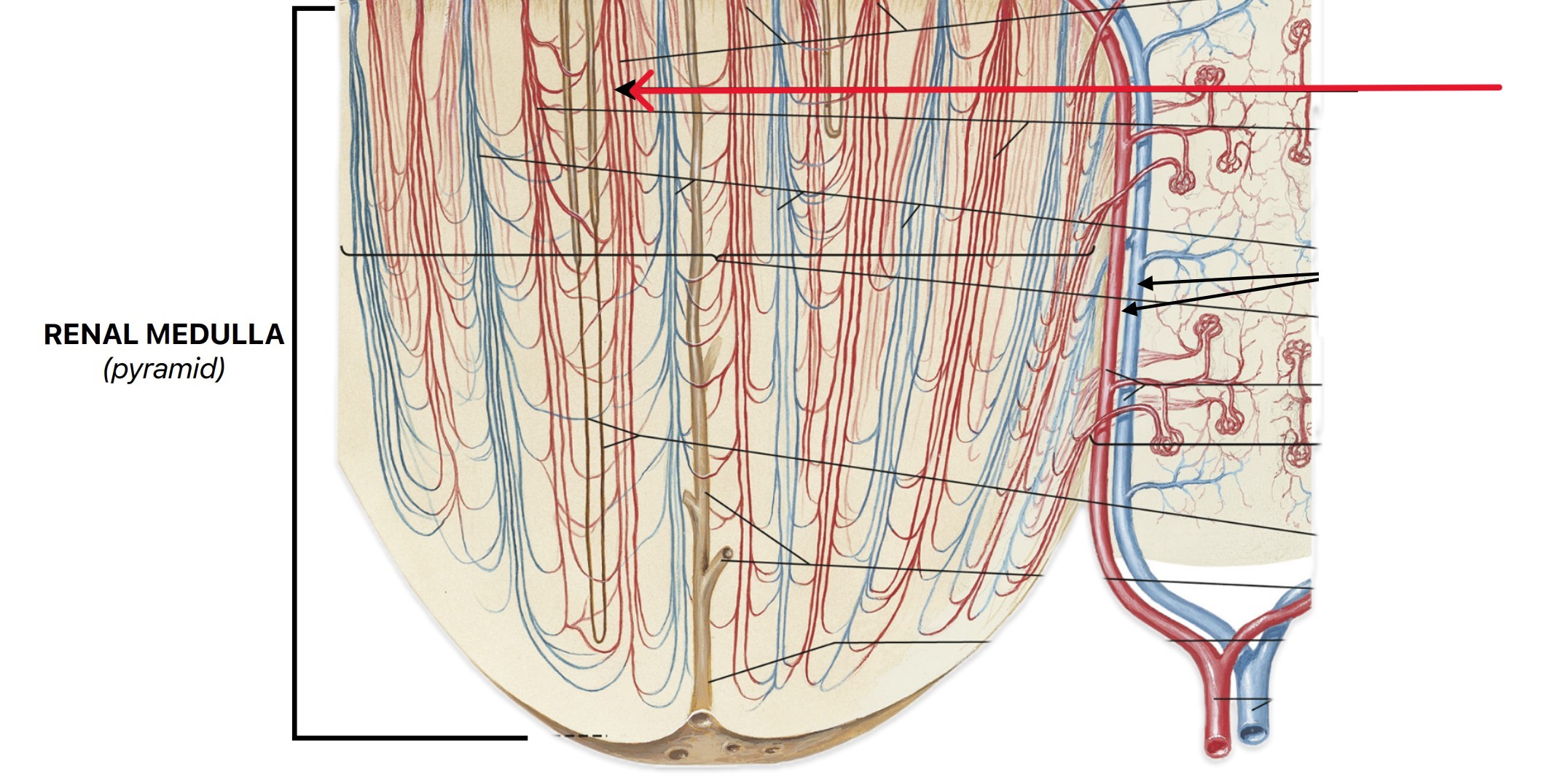<p>Which part of the nephron:</p><ul><li><p>Hairpin-shaped capillary loops in renal medulla</p></li></ul><p></p>