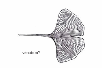 <p>Venation characterized by veins that repeatedly fork into two equal branches.</p>