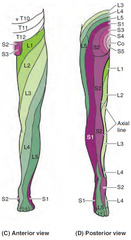 <p>L1: inguinal</p><p>L2: anterior thigh (high)</p><p>L3: anterior thigh (low)</p><p>L4: anterior knee, medial lower leg, medial foot</p><p>L5: top of foot, anterior lateral lower leg</p><p>S1: lateral foot, lateral calf, posterior thigh</p><p>S2: posterior medial thigh, medial calf</p>